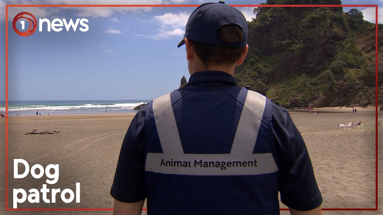 Full-time animal control officer to monitor West Coast beaches | 1News