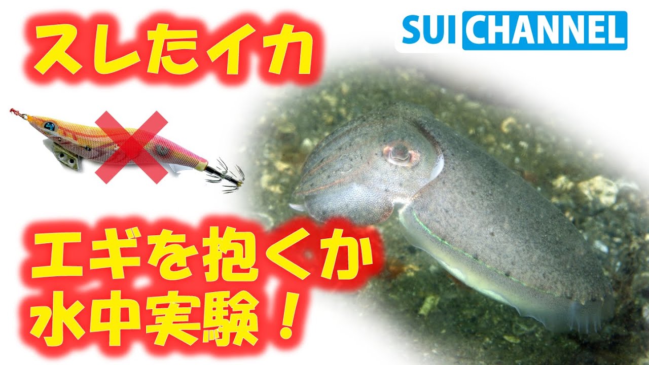 どうシャクる！？エギへの反応が悪いイカをやる気にさせてみる！【エギング水中映像】