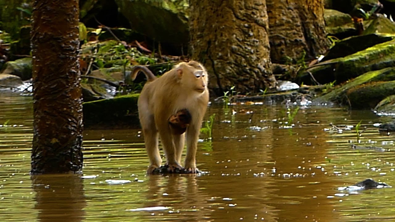 This Afternoon, Rose & Anita, The Amber Troop, And Tim The Monkey All Bit Tim