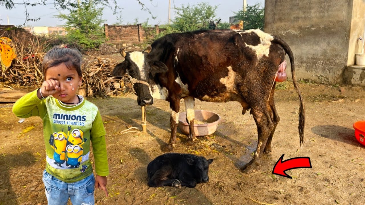 Kaveri Ki Delivery😭Ye Kya Ho Gya🐄Uncomplicat Bachcha😩