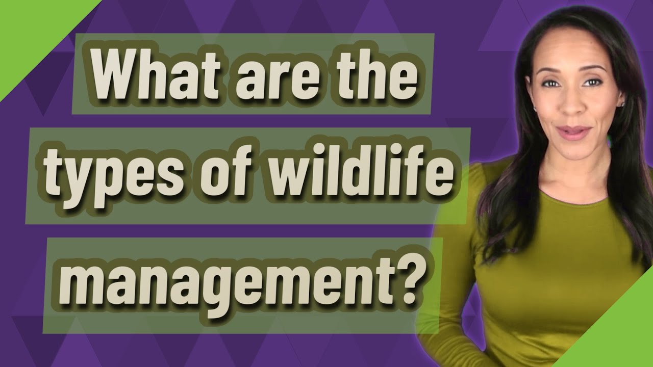 What are the types of wildlife management?