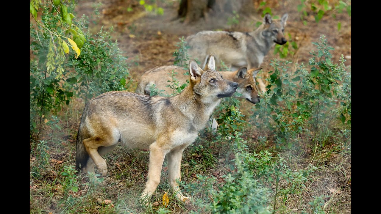 Baby boom u osječkom ZOO! Stiglo osam vučića, pet vidri, dvije antilope i jedna deva