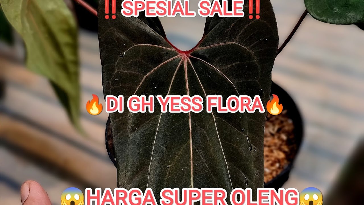 ‼️ SPESIAL SALE ‼️ DI GH YESS FLORA HARGA OLENG🔥🔥🔥