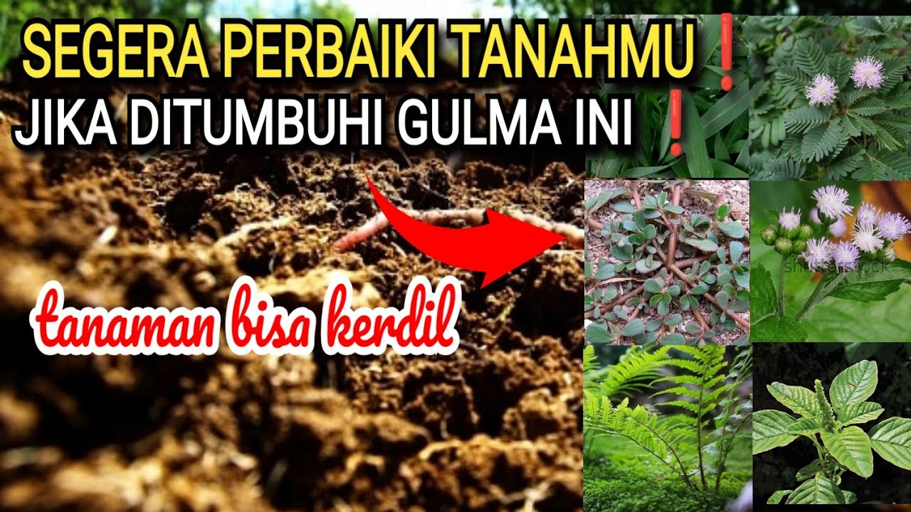 10 GULMA INI PERTANDA TANAHMU SUBUR ATAU TIDAK❓️