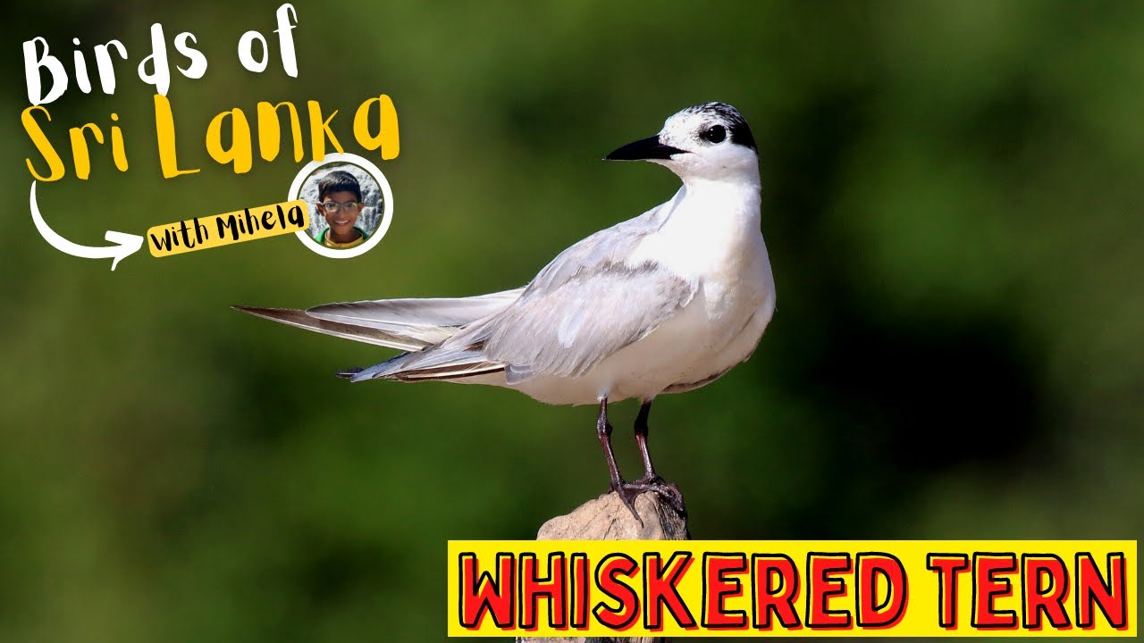 WHISKERED TERN | Birds of Sri Lanka with Mihela | Sound / Call