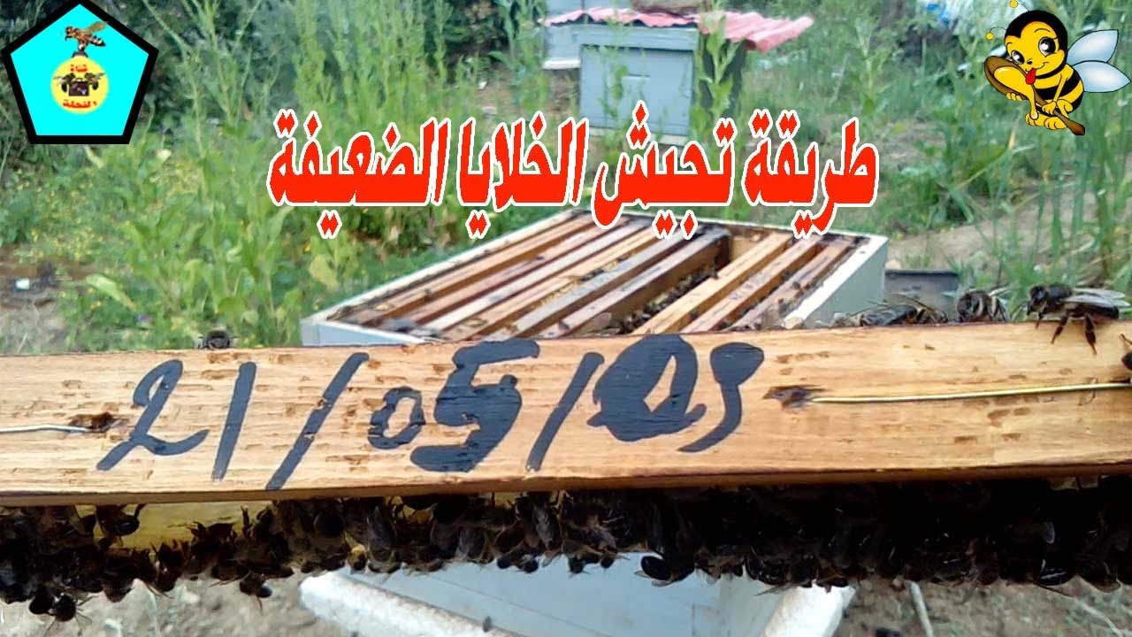 طريقة تجيش خلية ضعيفة كانت ب3 إطارات والأن اصبحت بعشرة