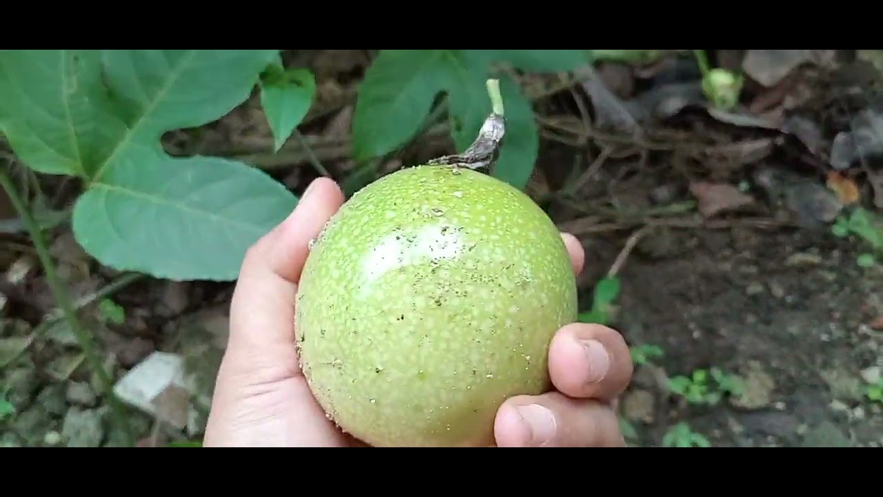 Menuai hasil dan mensyukuri nikmat Tuhan.  Alhamdulillah  #kebunorganik #urbanfarming