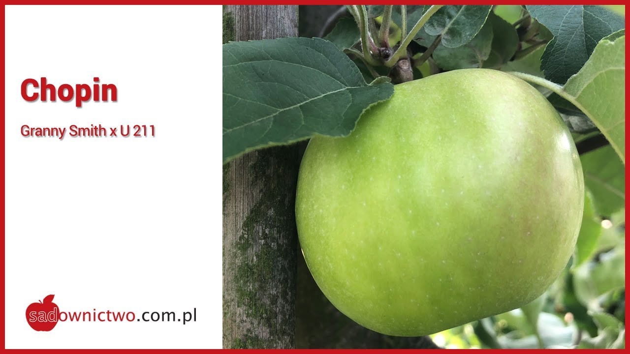 Chopin z SGGW - [odmiany jabłoni / apple variety]