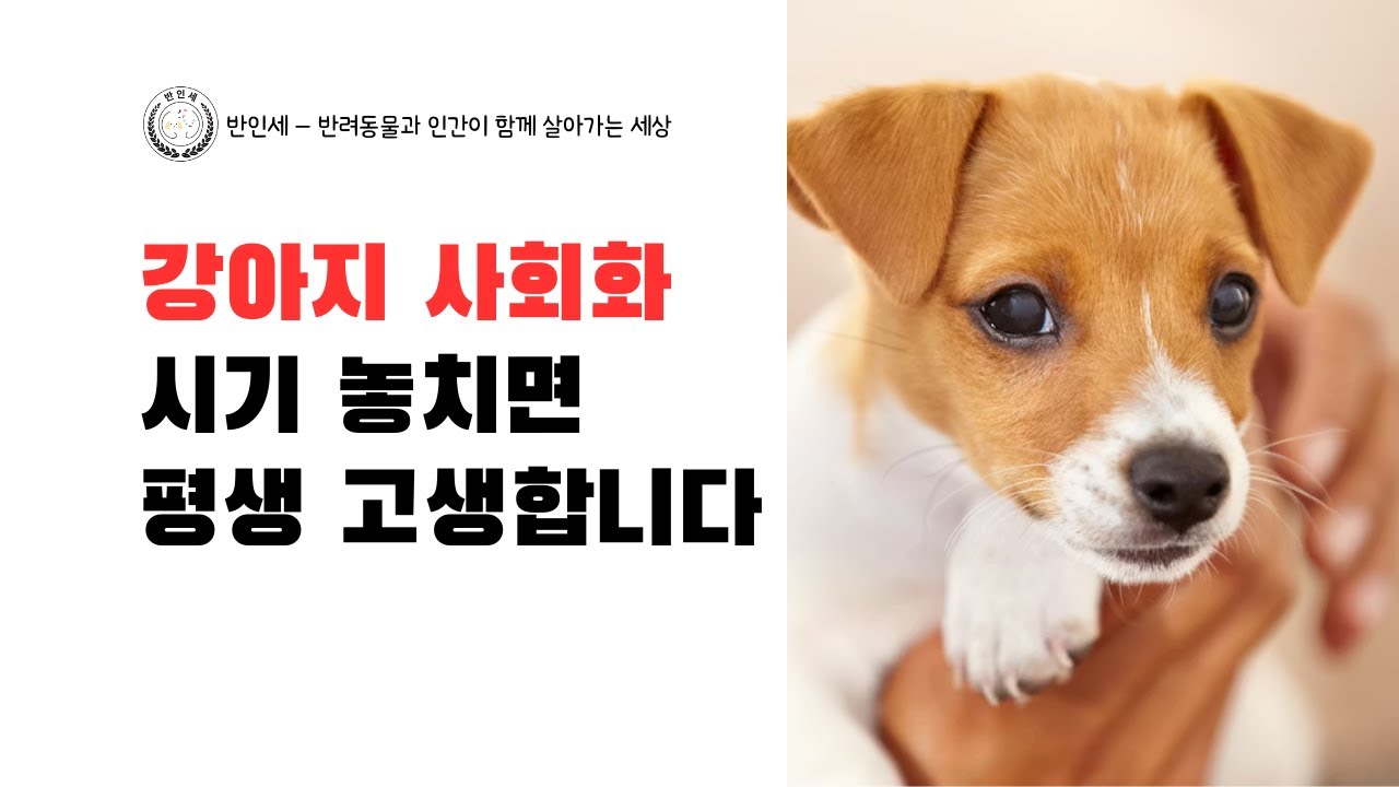 강아지 사회화시기 놓치면 평생 고생합니다 - 롱폼