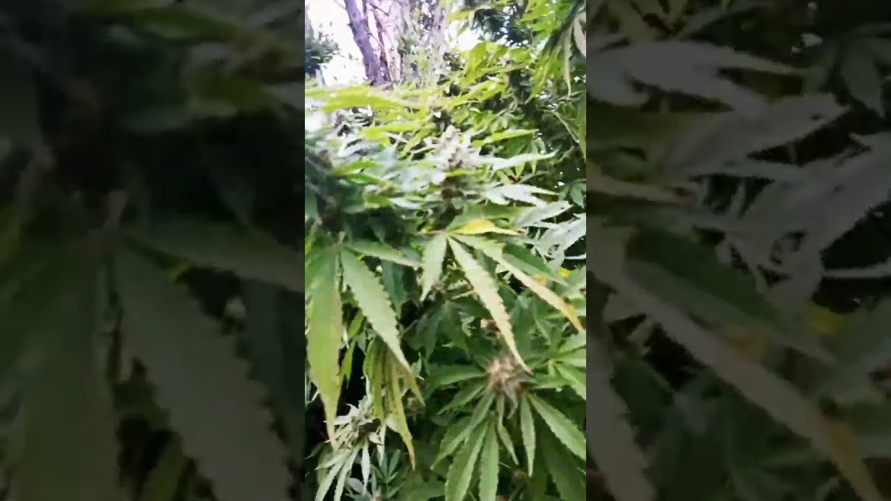 Educaci&oacute;n.                   SUPER SKUNK