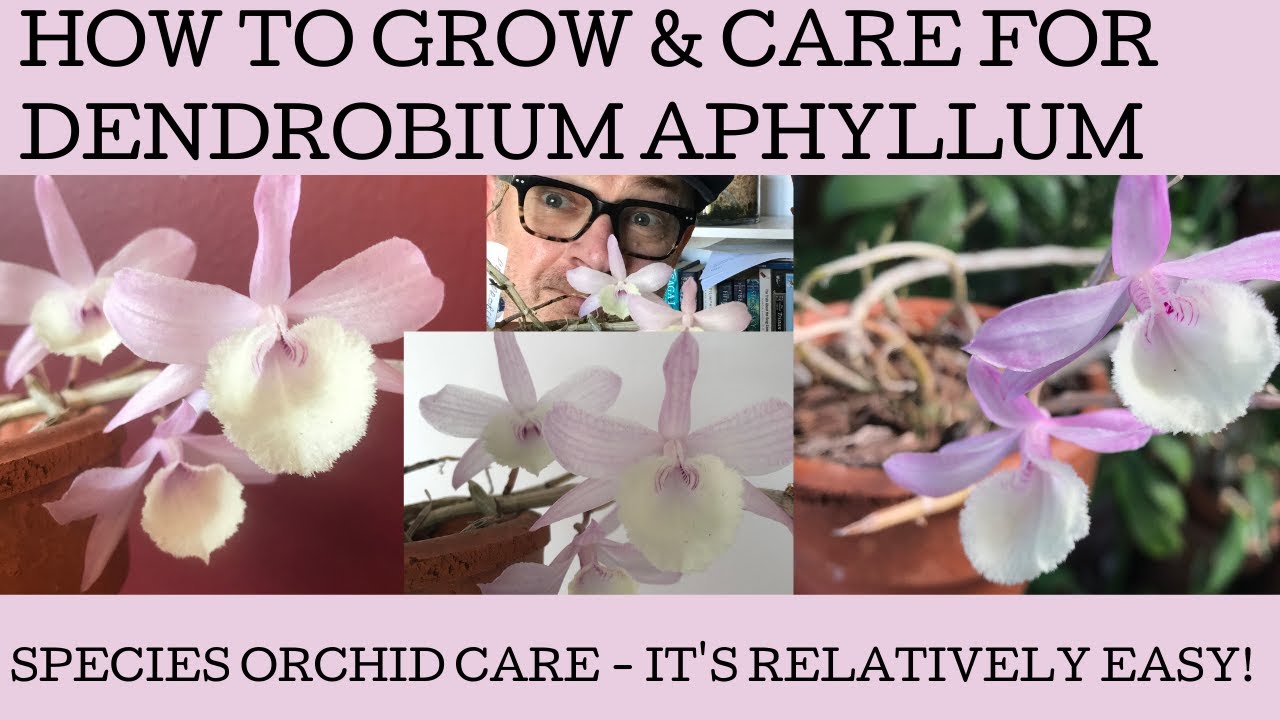 How to grow Dendrobium aphyllum orchid.