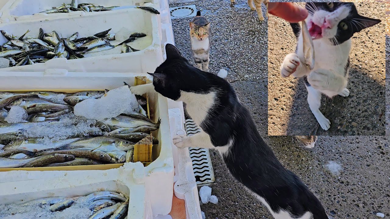 When Cats Visit the Fish Market at Dawn