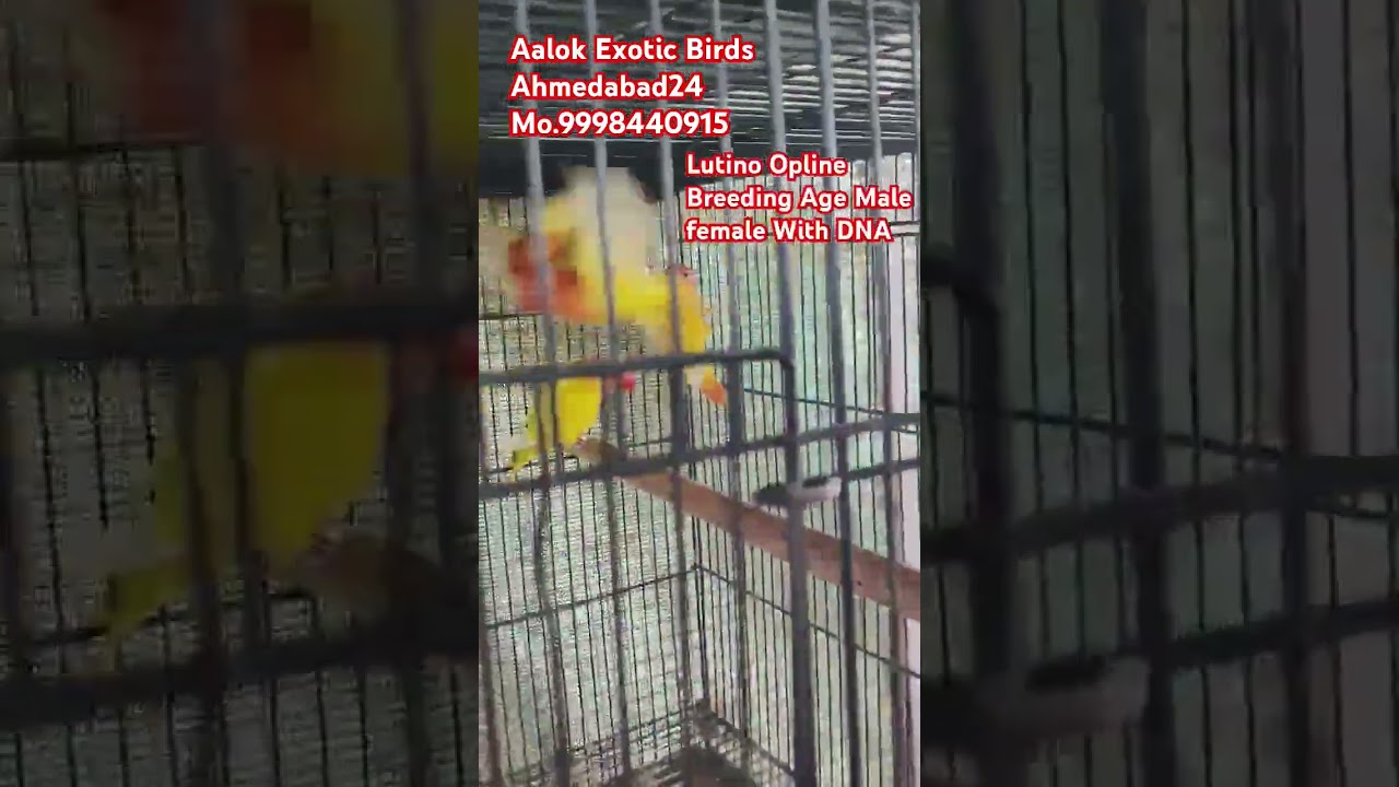 Lutino Opline Breeding Age Male Female Love birds With DNA #birds #breedingformula #lovebirds