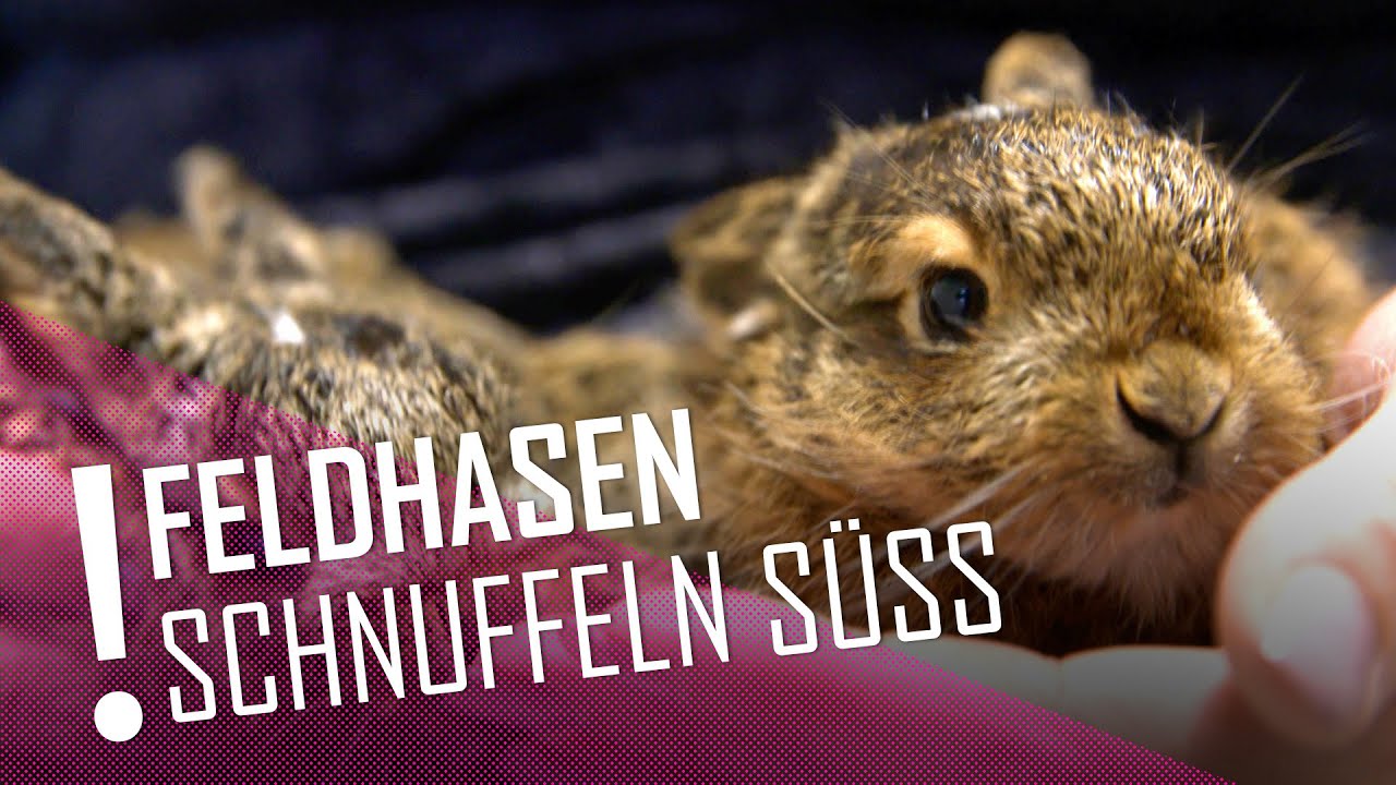 Tierretterin zieht bedrohte Feldhasenbabys auf | DER TIERKANAL