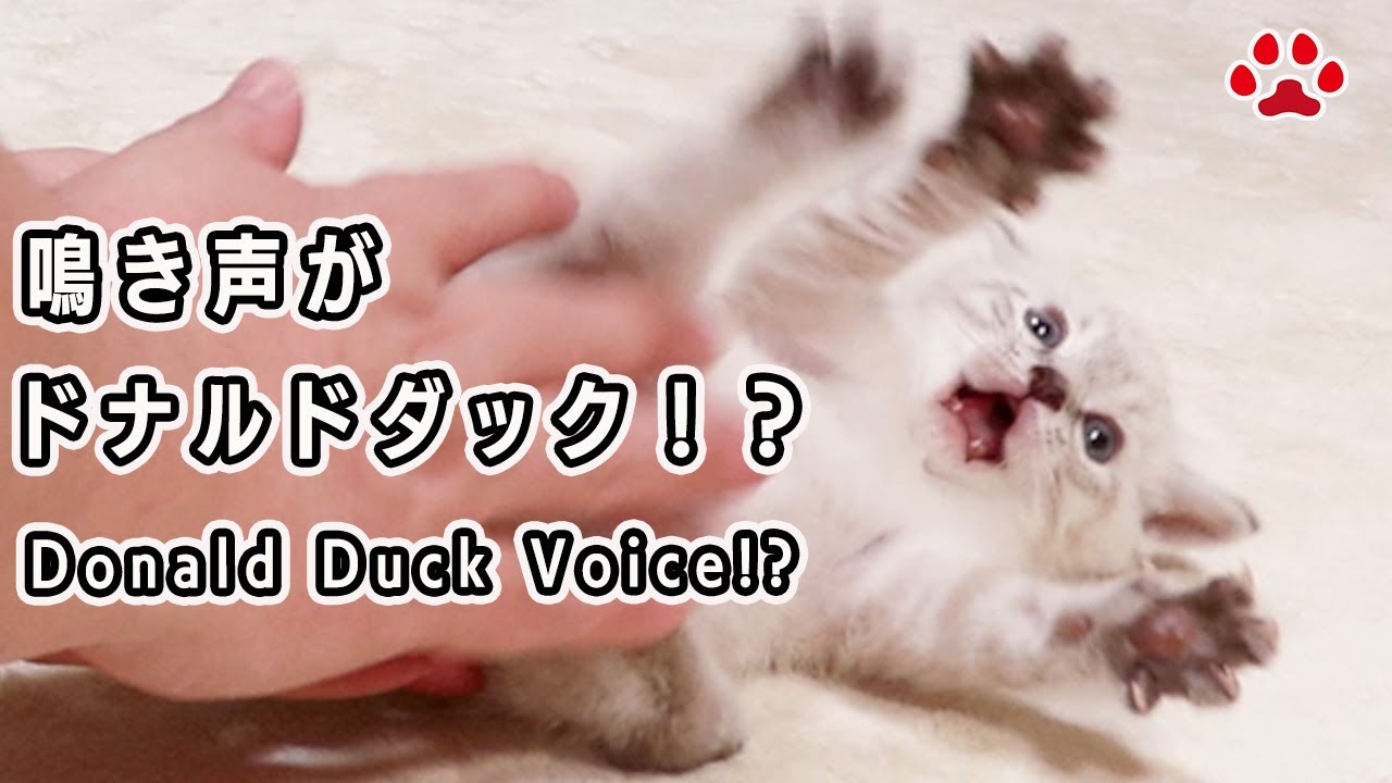 突然の子猫の奇声をスロー再生してみた結果…まさかのドナルドダックだった件【瀬戸のアンジュ日記】