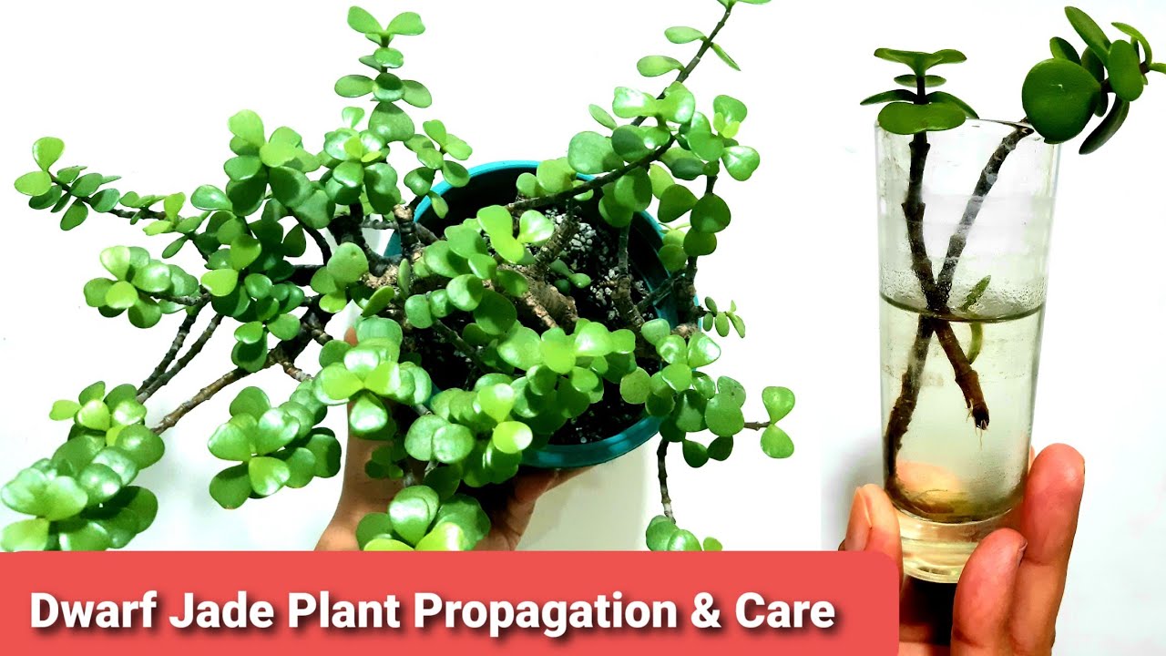 Dwarf Jade Plant Guide | Propagation & Care | Elephant Bush
