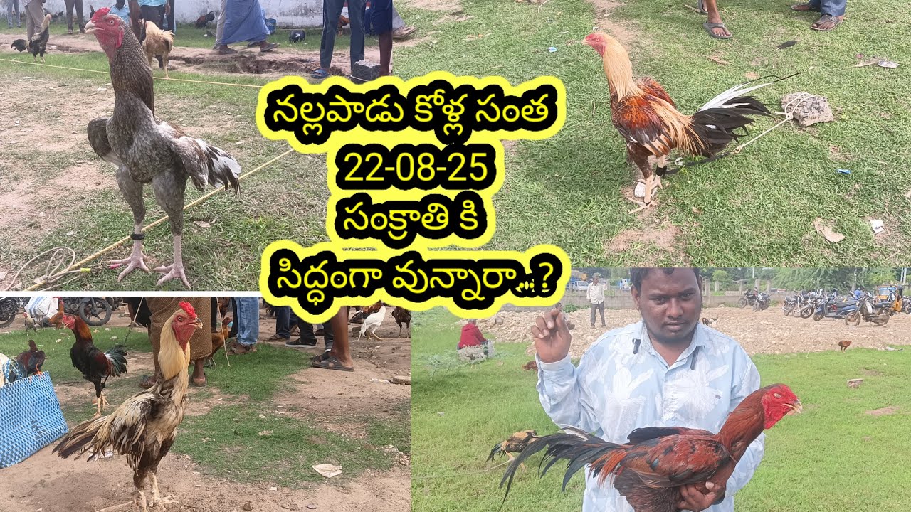 #Nallapadu kolla santa, నల్లపాడు కోళ్ల మార్కెట్ 