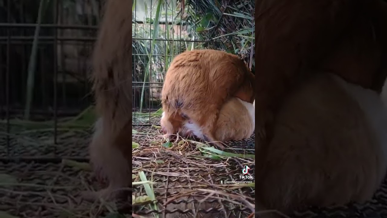 🐹🐹🐹Tipos de empadre en la crianza de cuyes🐹🐹🐹#shorts #cuyes #crianza #guineapig #cobayas #creator
