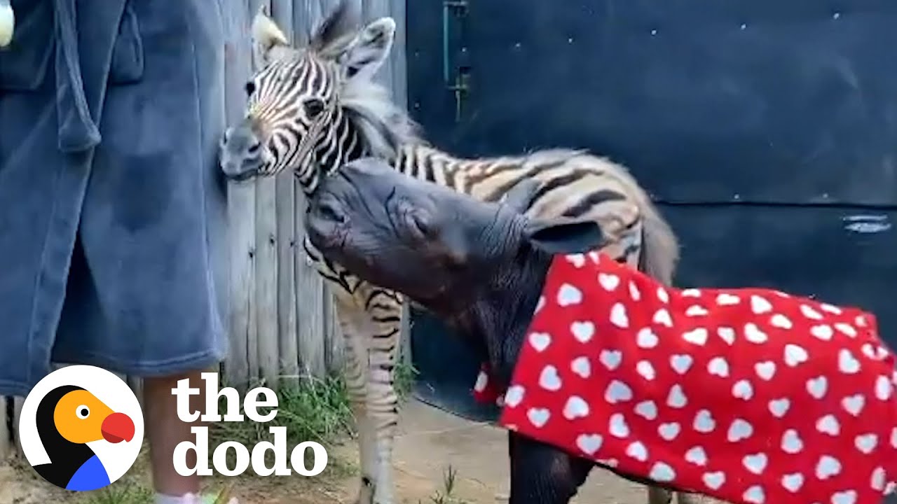 Baby Zebra Begs For Mud Baths With Her Rhino Sister | The Dodo Odd Couples