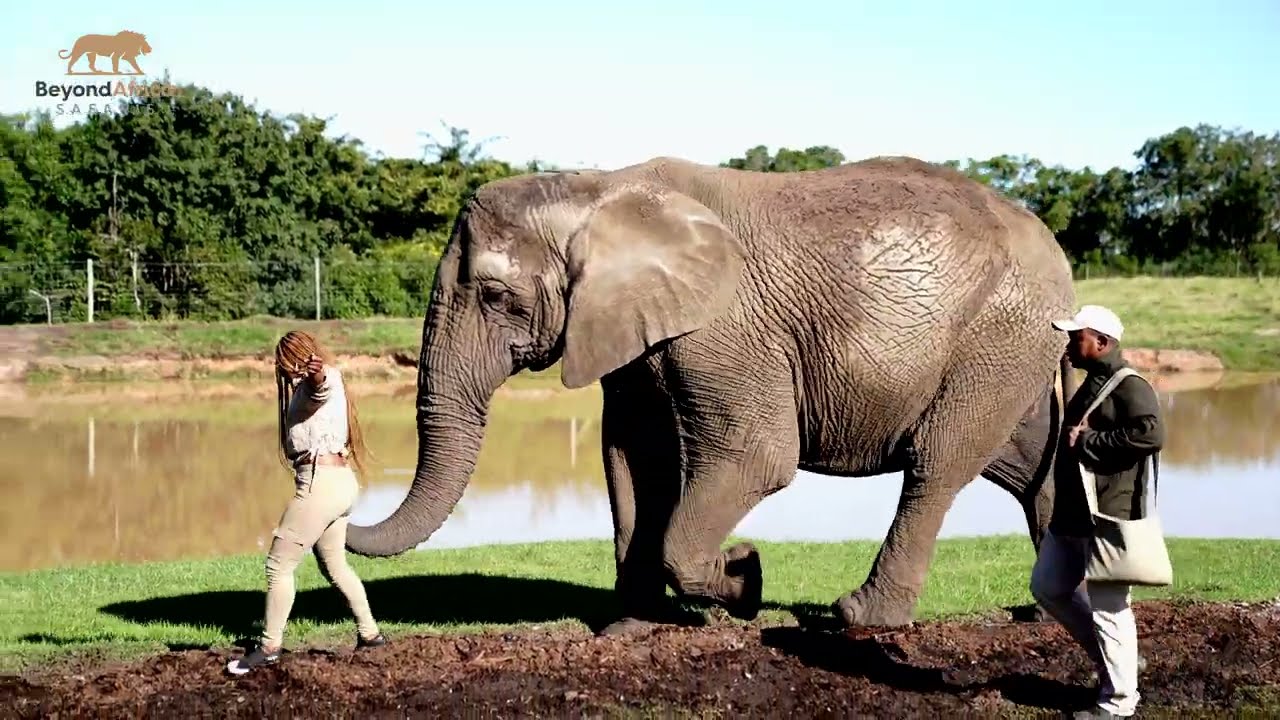 Make Your African Safari Complete with a Visit to the Elephant Sanctuary #wildlife
