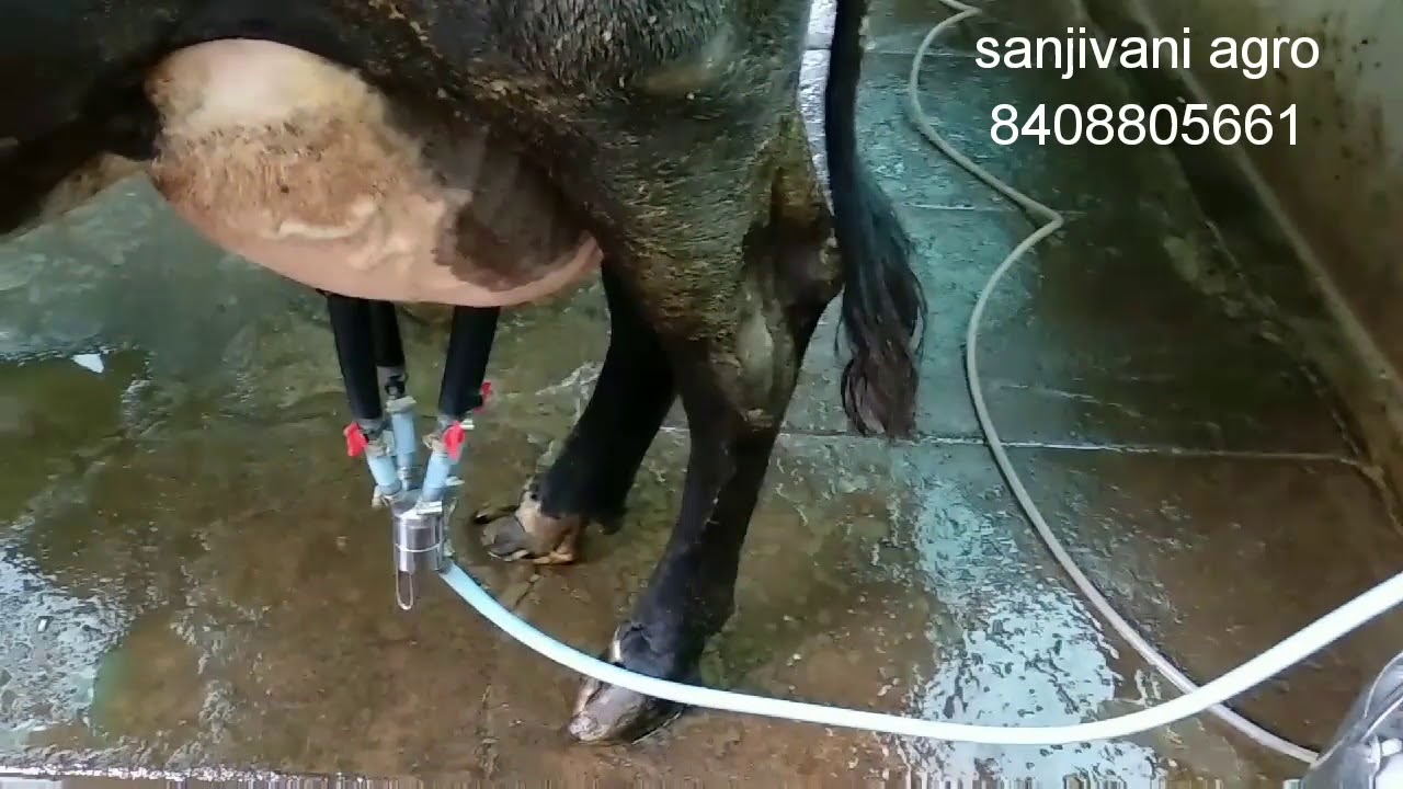 संजीवनी ऍग्रो  milking machine 19500 rs 8408805661 full automatic sanjivani agro