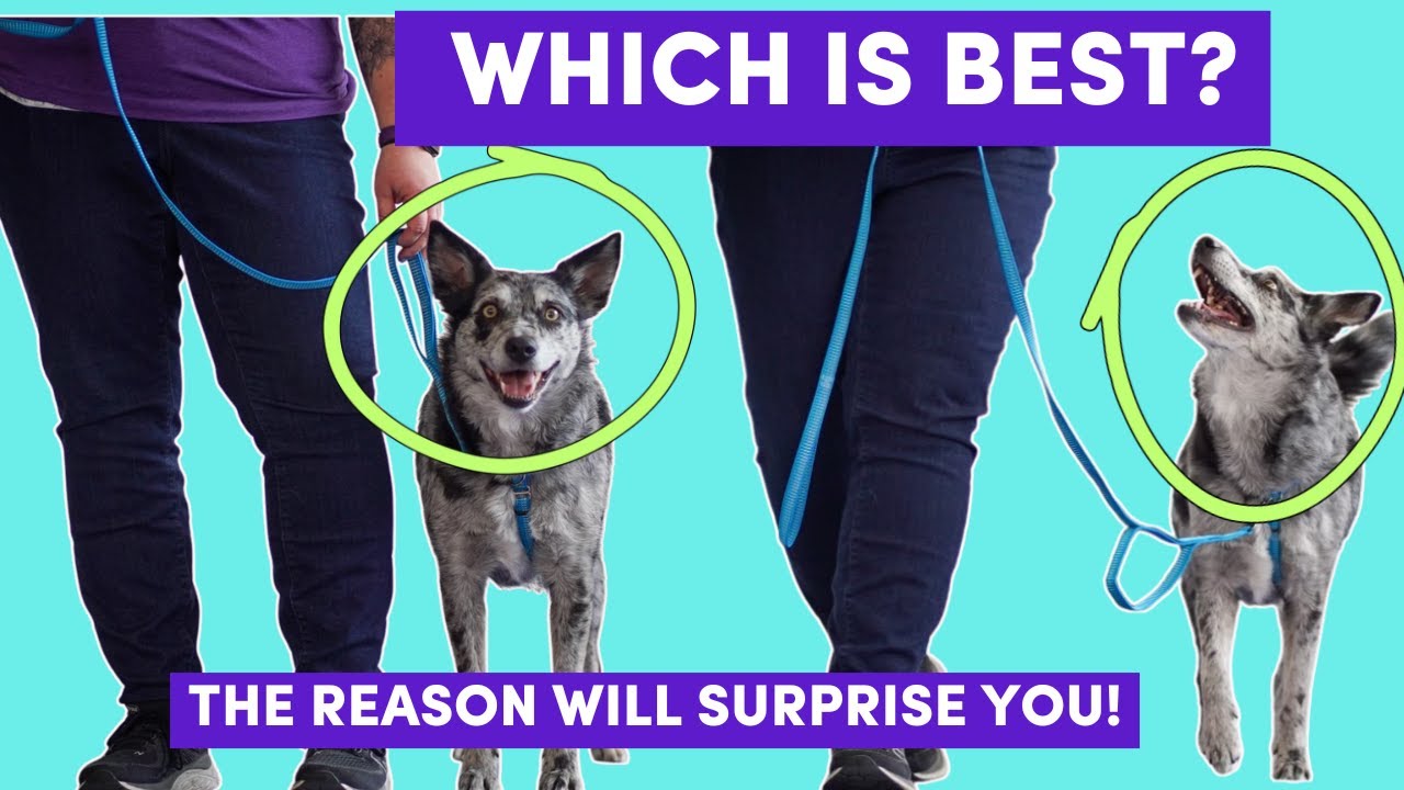 Beyond Obedience: Training the Service Dog Heel