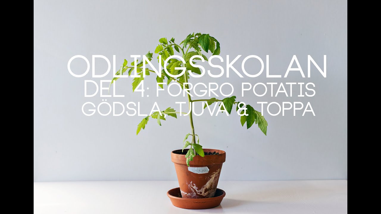 ODLINGSSKOLAN DEL 4: F&ouml;rgro potatis, g&ouml;dsla, tjuva & toppa