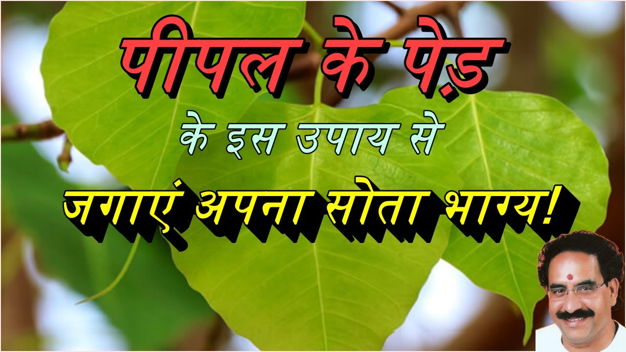 अपना सोता भाग्य जगाएं पीपल के पेड़ के इस उपाय से!