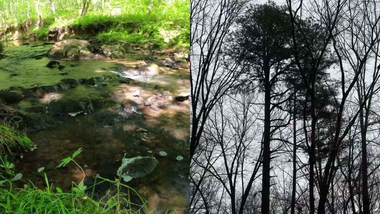 Welcome Escape from the Day | Nature Soundscape