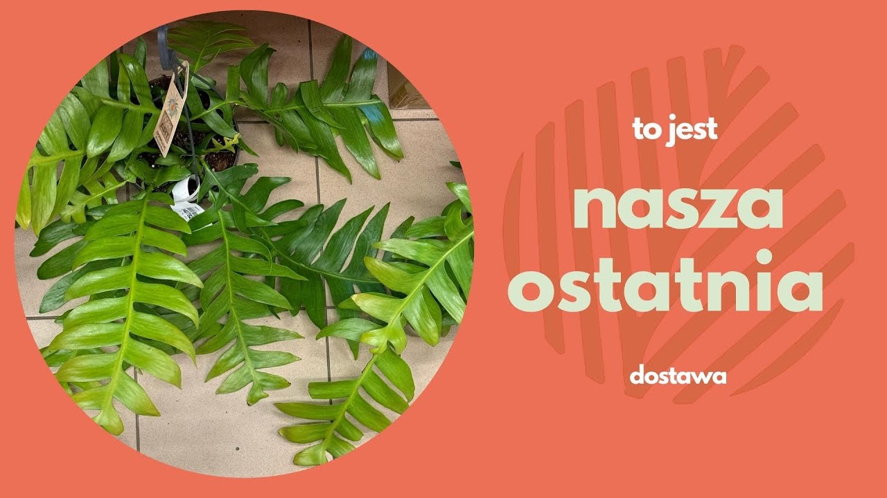 Będziecie tęsknić za dostawami? 🥹🥹Nowe  roślin w naszym sklepie. Szał epiphyllum!! ✨✨