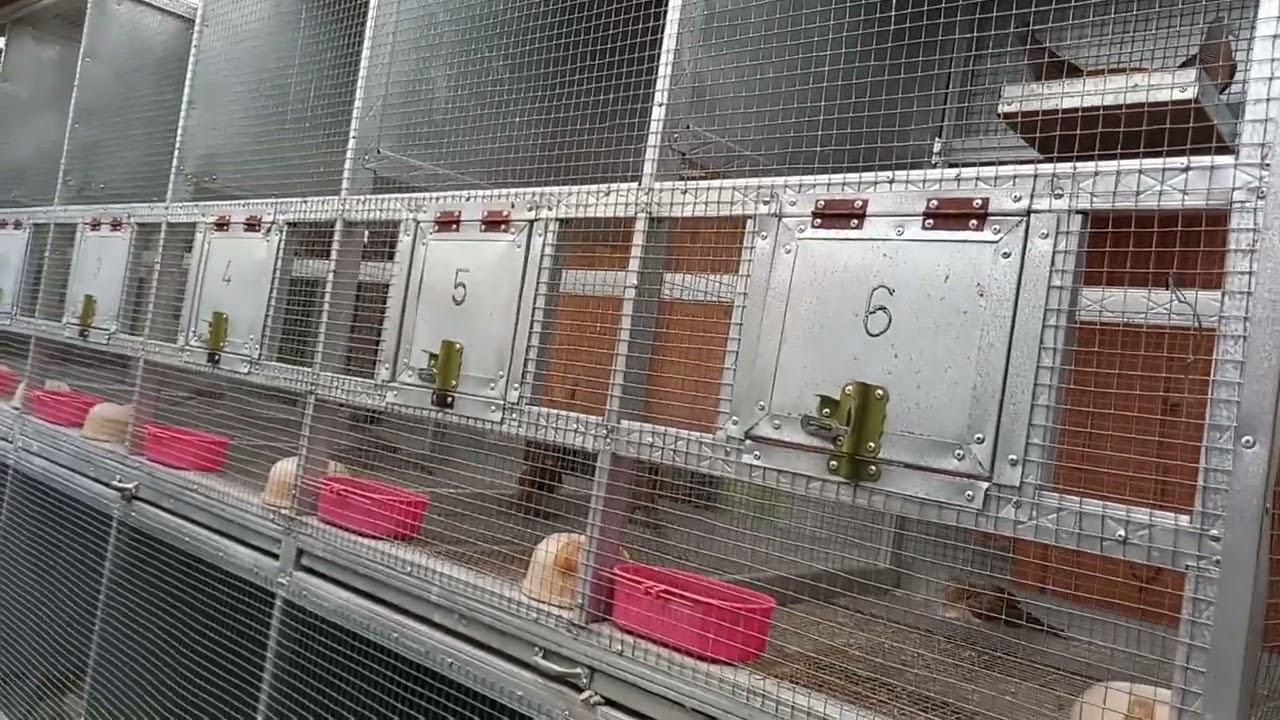 Ukuran Kandang Ternak Perkutut Bangkok di Pandawa bird farm Kediri