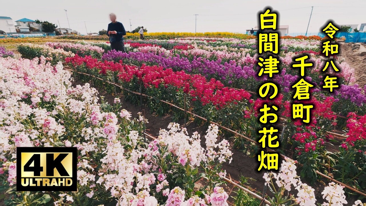 南房総は花盛り 白間津のお花畑 2026