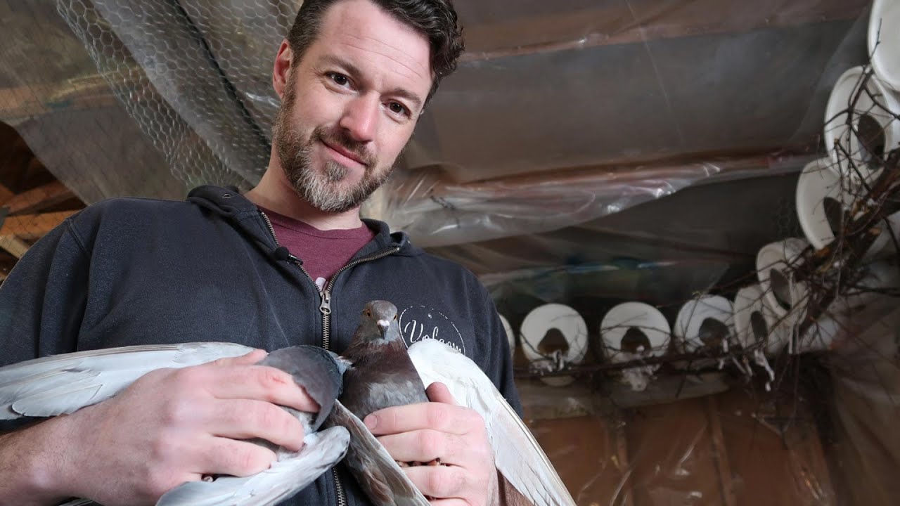 This Calgarian eats pigeons, and says they're delicious