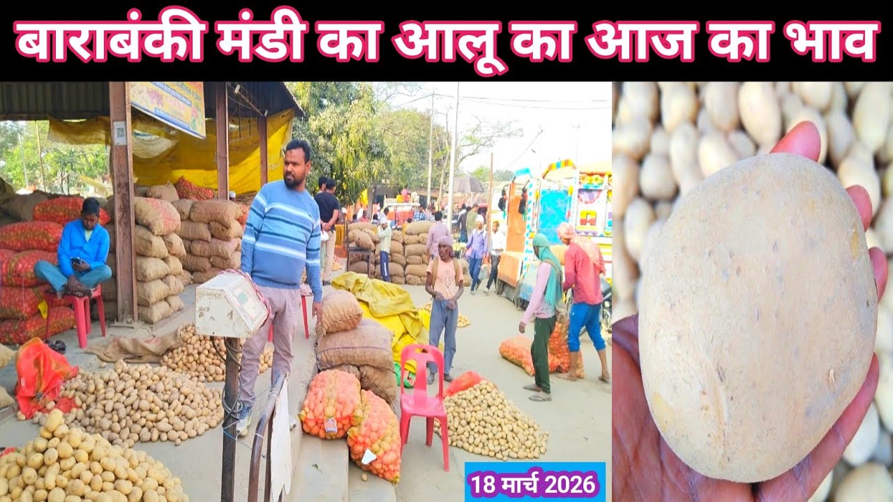 March 18, 2026 Barabanki UP 🥔 बाराबंकी मंडी का आलू का आज का भाव 🥔 Aalu ka bhav 🥔 Shafeeq Barabanki