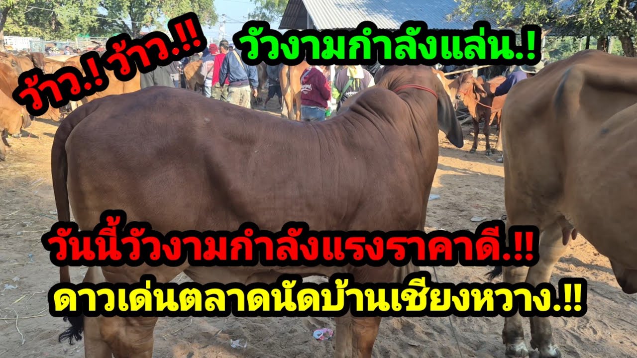 ราคาวัววันนี้ เปิดราคาวัวล่าสุดวันนี้ สำรวจราคาวัวตลาดนัด#เปิดราคาวัวงามน่าซื้อ#ซื้อขายวัวน่าเลี้ยง