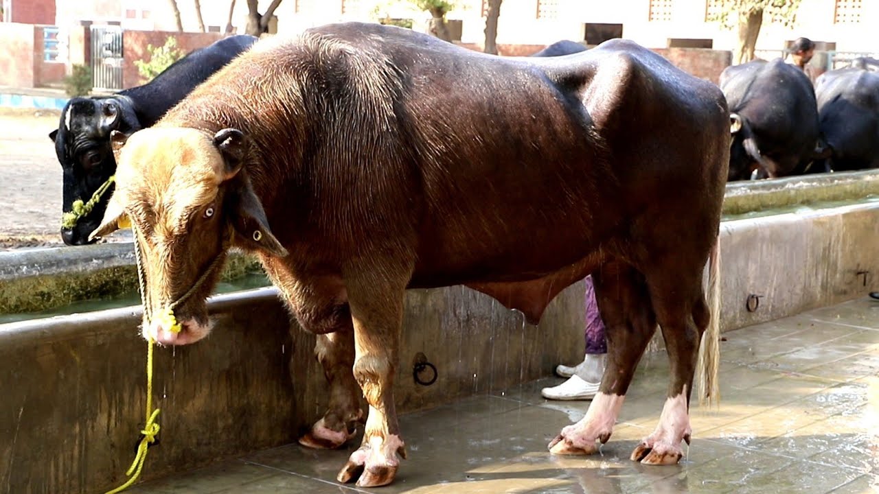 Best Nili Ravi Bull QB 1213 SPU Qadirabad