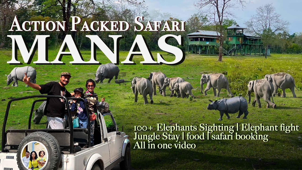 Action Pack wildlife Safari - Elephants are dominating rhino’s land Manas National Park, budget Stay