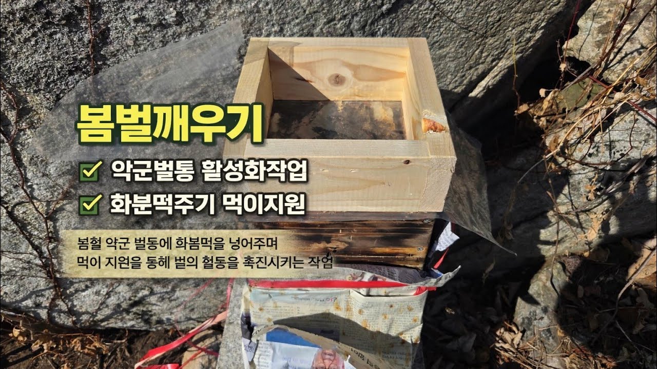 양평농장 토봉이들 봄벌깨우기 작업했어요,화분떡작업#다큐