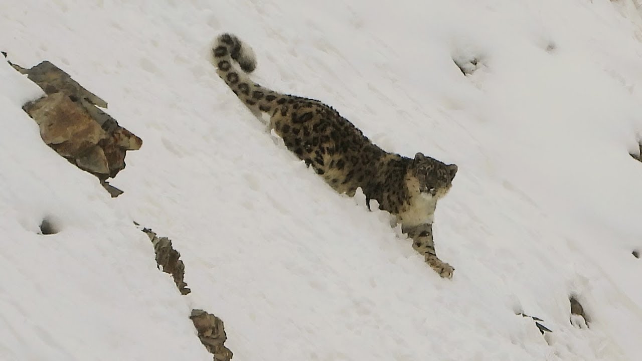 Mama Tembo Guided Travels Snow Leopard Safari Promo