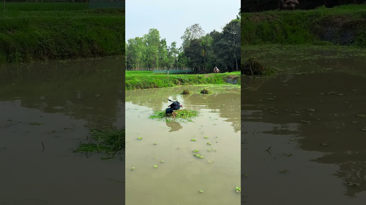 Unique tecnic of catching bird.