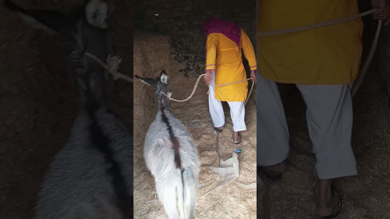 My Funny Donkey in Village 🤣😂 
