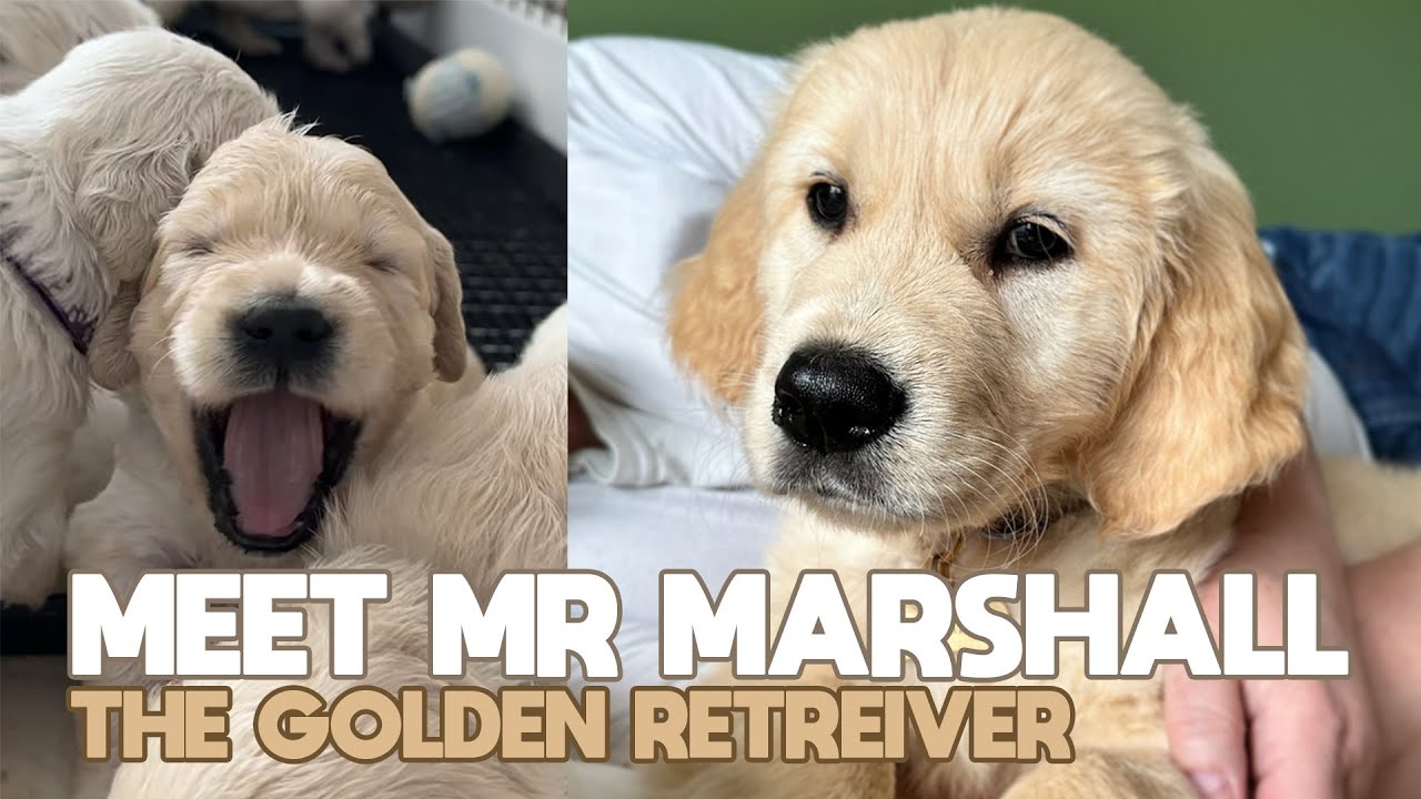 Meet Mr Marshall, The Golden Retriever || The Mr Marshall Diaries Episode 1 || We Get A Puppy