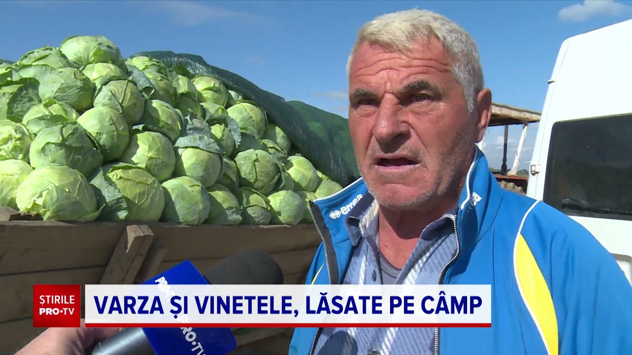 Mii de tone de varză și vinete riscă să rămână pe câmp anul acesta. Ce soluții au fermierii