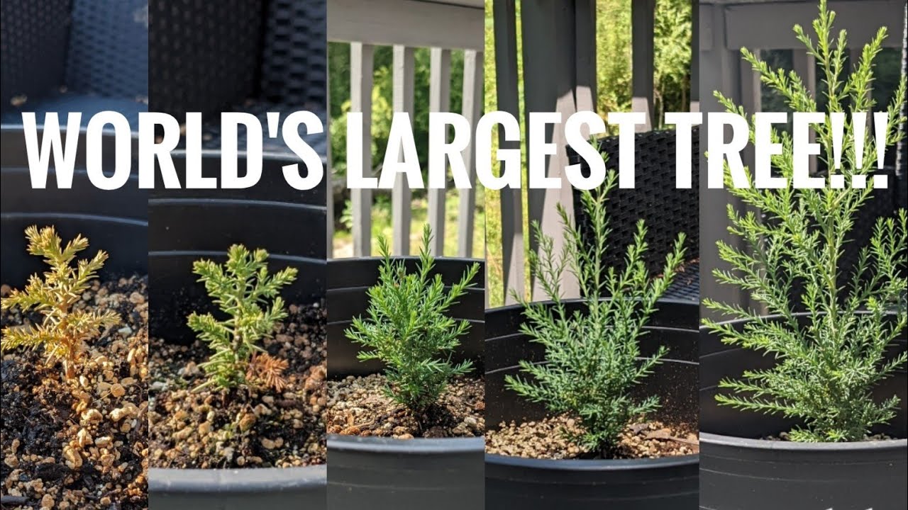 GIANT SEQUOIA GROWING (First Six Months)