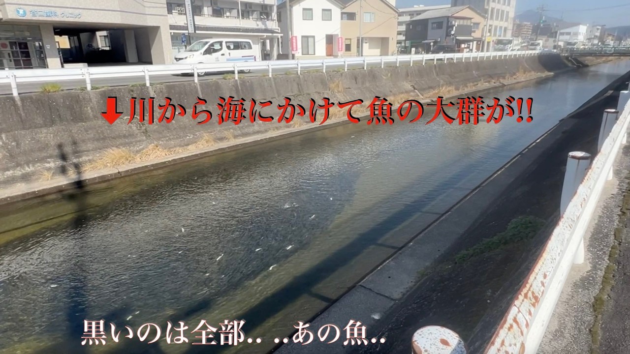 【広島釣り】近くの川に海から魚の大群がやってきていた！