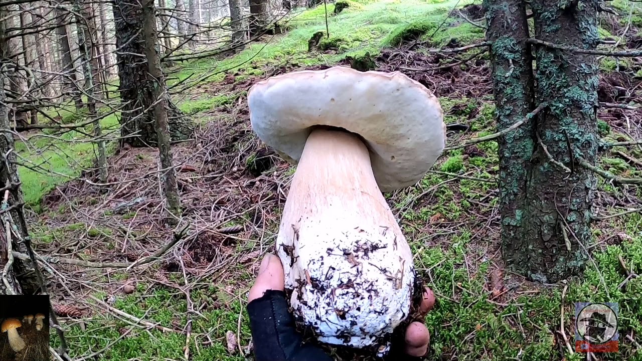 Hribi de brad! Funghi! Porcini! În căutarea hribi lor din Munții Apuseni! (04.07.2020)