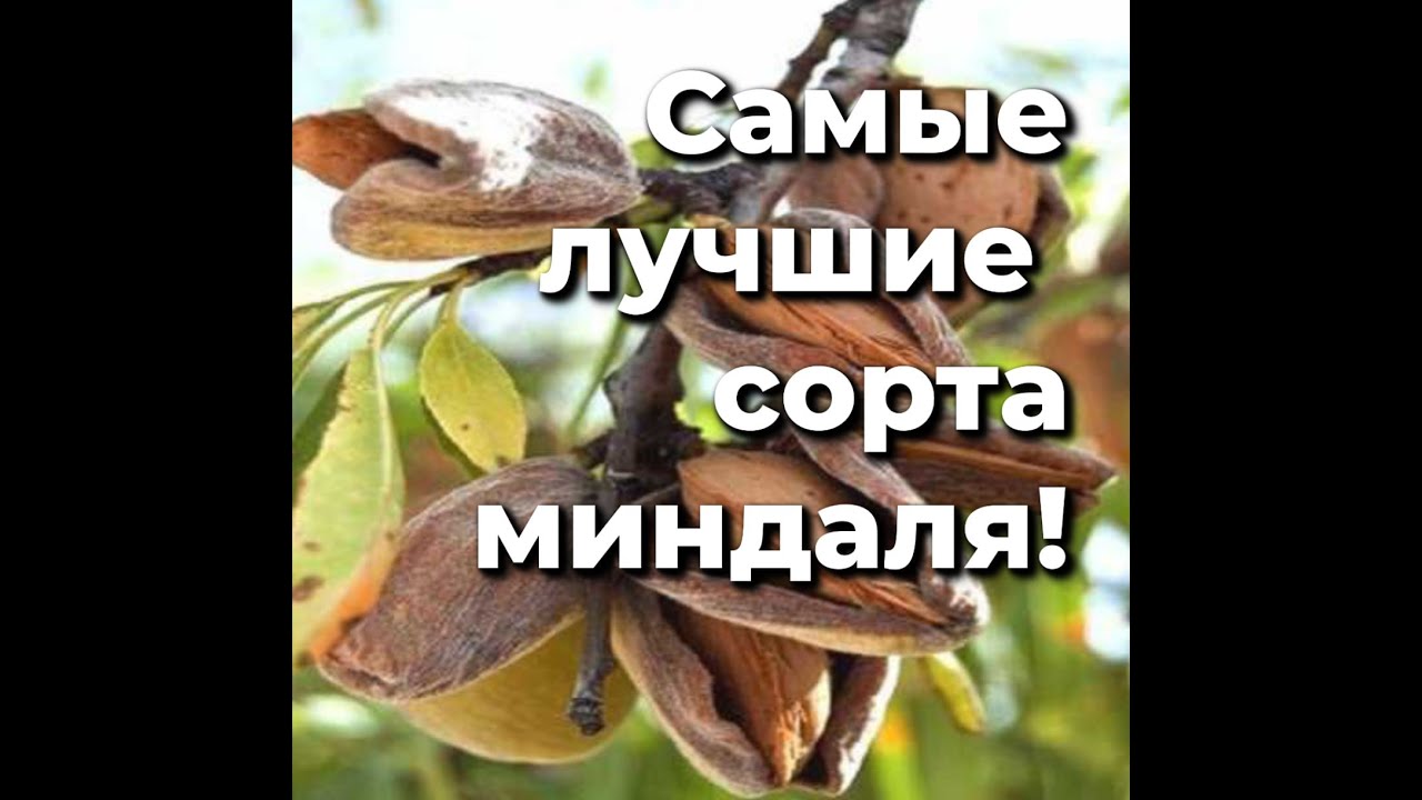 Самые лучшие сорта миндаля!