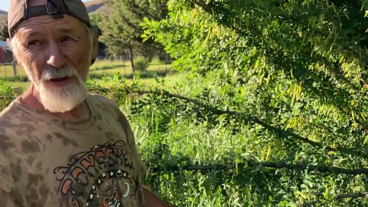 Siberian Pea Shrub - how to grow with Michael Pilarski 
