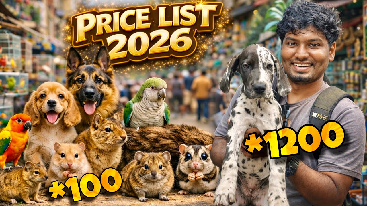 2026 Pets Market Chennai 🔥 | Dog, Cat, Rat & NEW Degu Full Details