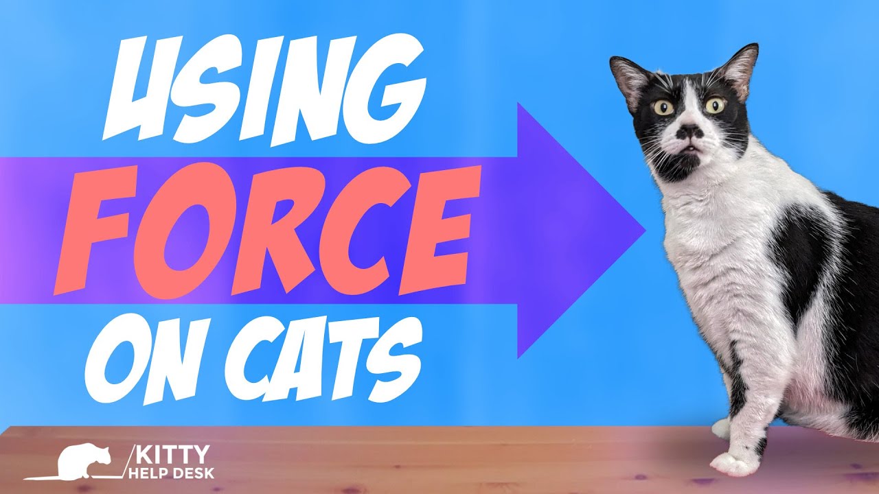 Are You Managing Your Cats Behaviors by Force?